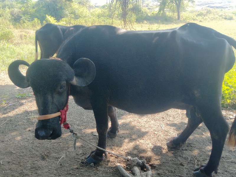 આ ભેંસ વેચવાની...