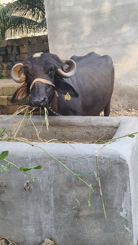 ભેંસ વેચવાની છે