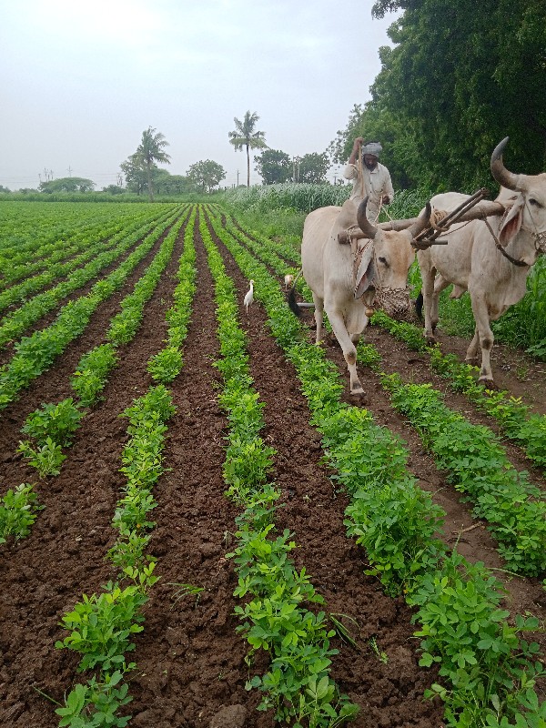 બળદ વેચવાના છે