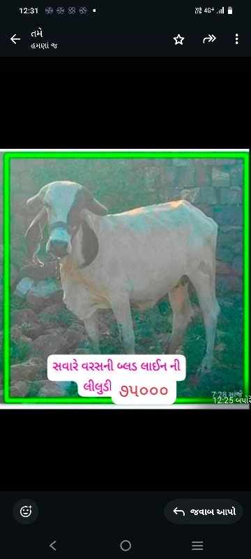 ગાભણી ગાય અને ગ...