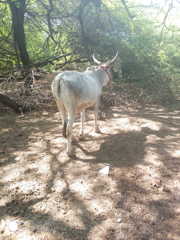 ગોઢલો વેચવાનો છ...