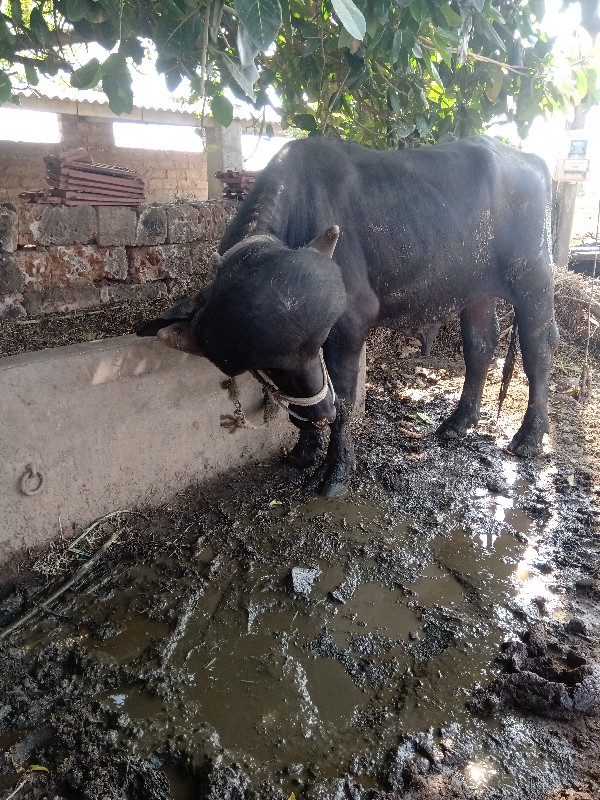 પાડો વેચવાનો છે