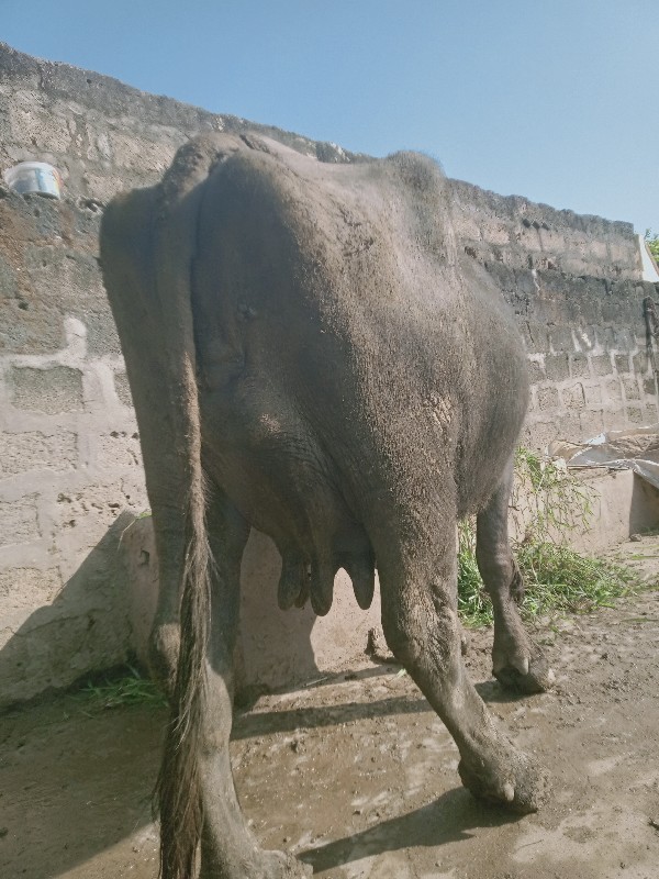 ભેસ વેસવાનિસે ત...