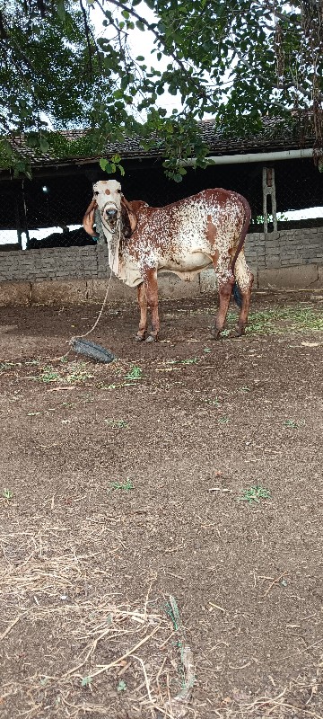 ગીર કાબરી વાછરડ...