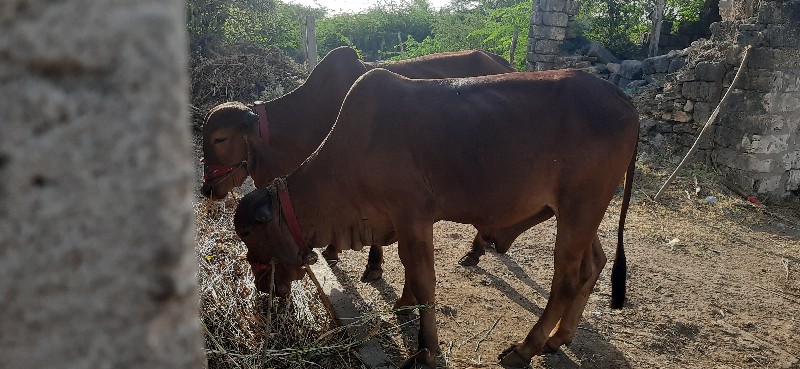 ગોઢલા વેચવાના છ...