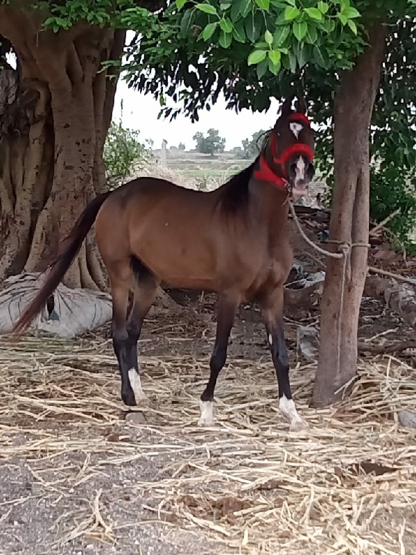 ઘોડી વેચવાનીછે