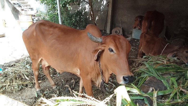 ગાય વેચવાની છે