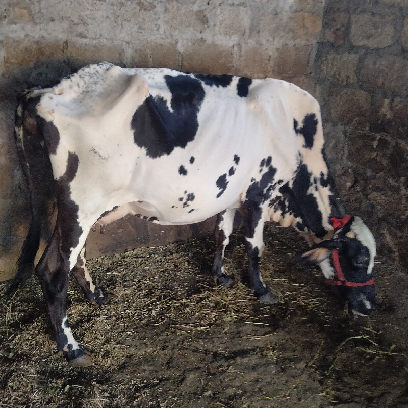 એ સ બે ગાય 🐄🐄