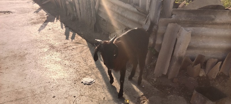 bakri