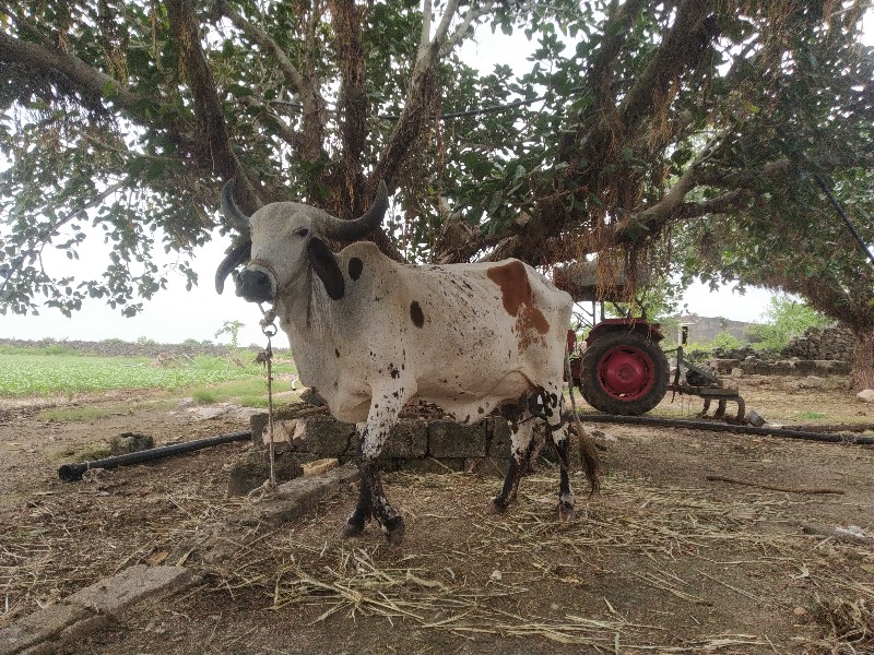 ગાય વેચવાની છે