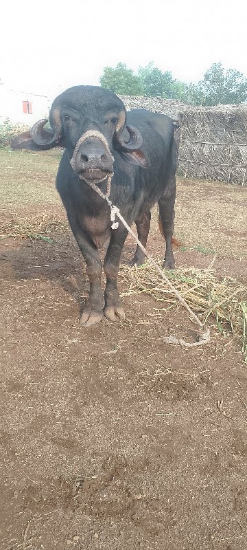 ખડેલી વેચવાની છ...