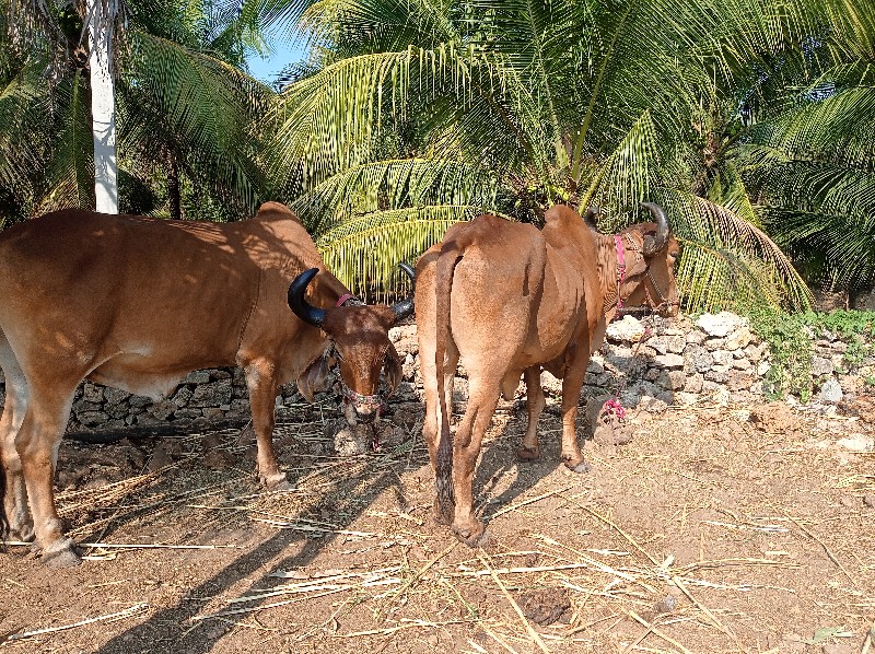 બડદ