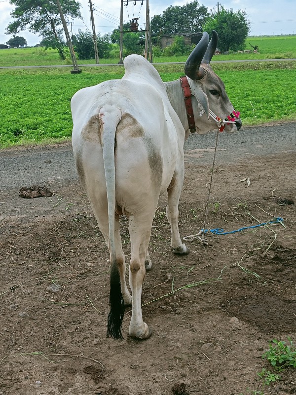 મારવા દેવાની ફુ...