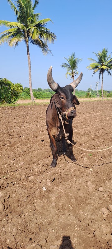 બળદ વેચવાના છે