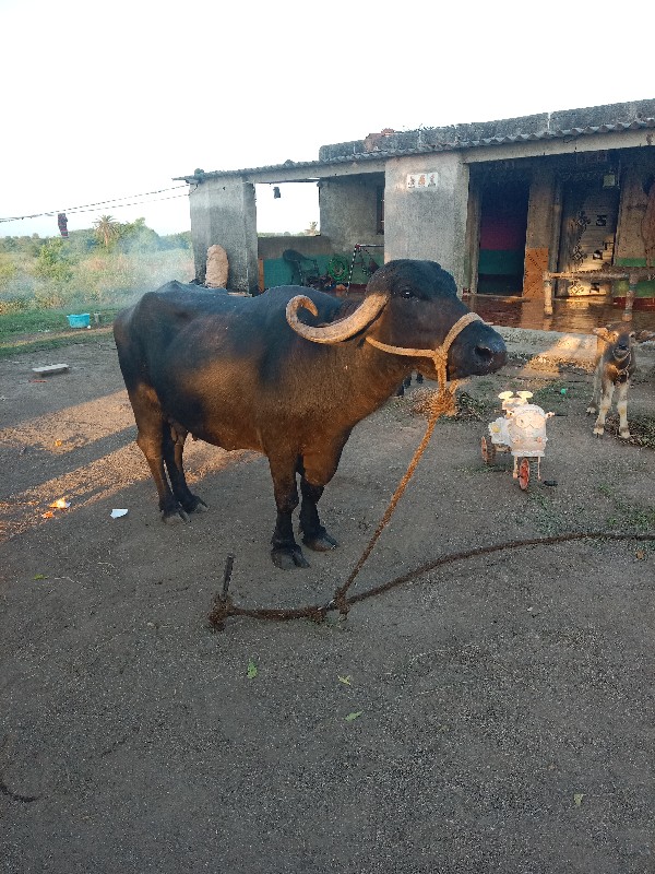 ભેંસ વેચવાની છે