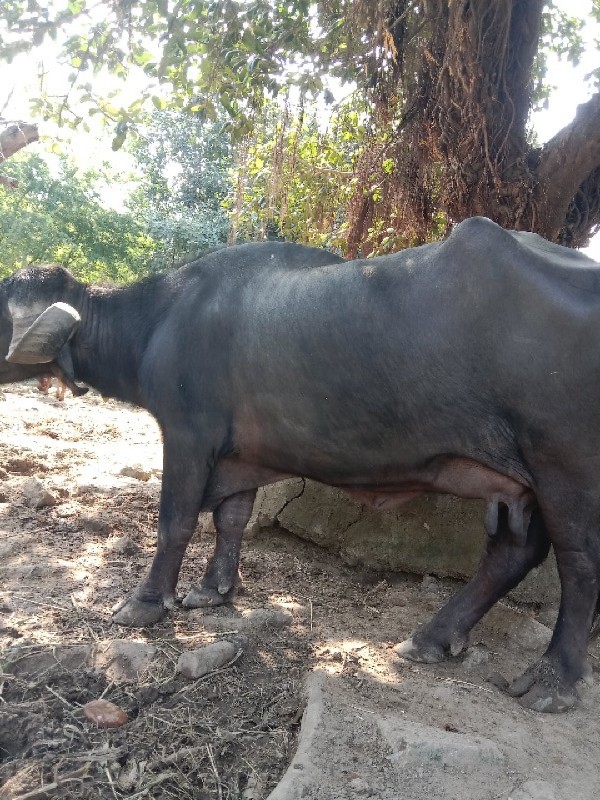 ભેચવેસવાનિછે