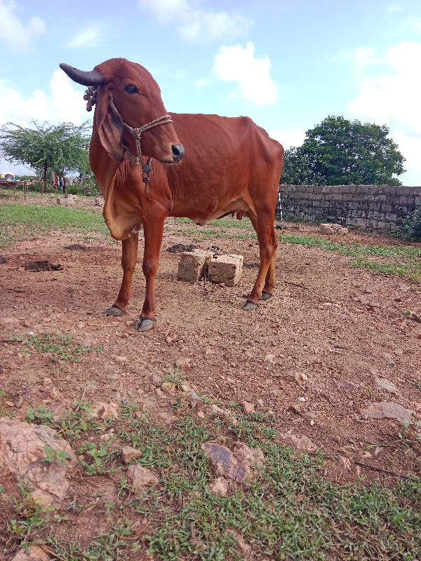 વેસવાની છે