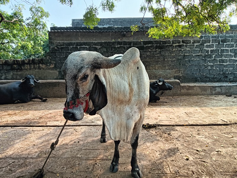 આ ગાય વેચવાની છ...