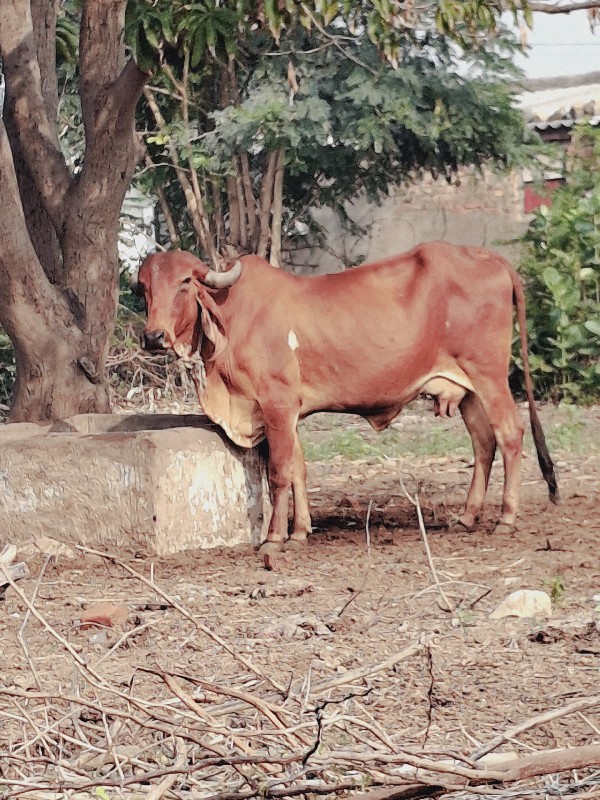 ગાય