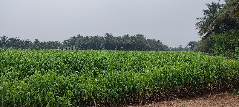 જવાર