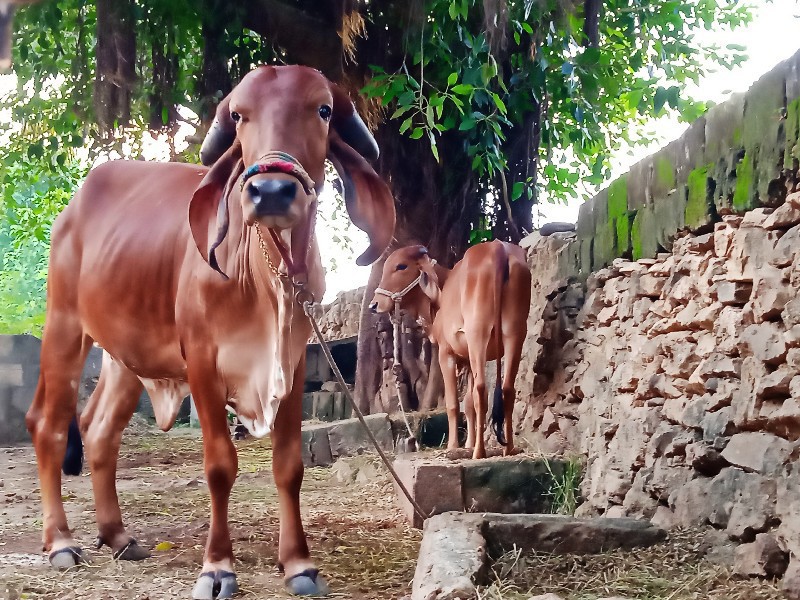 વાછડી વેચવાની છ...