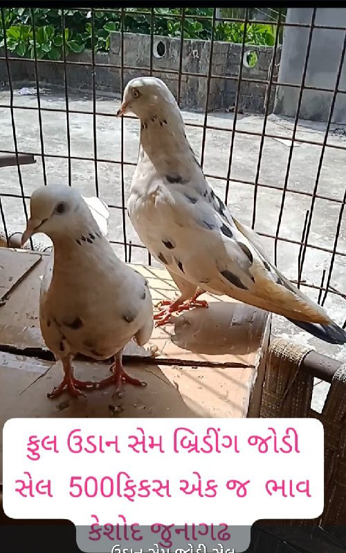 6 કબુતર  વેચવાન...