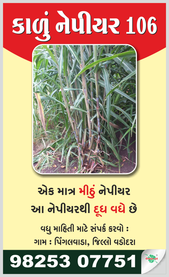 કાળુ નેપિયર ઘાસ...