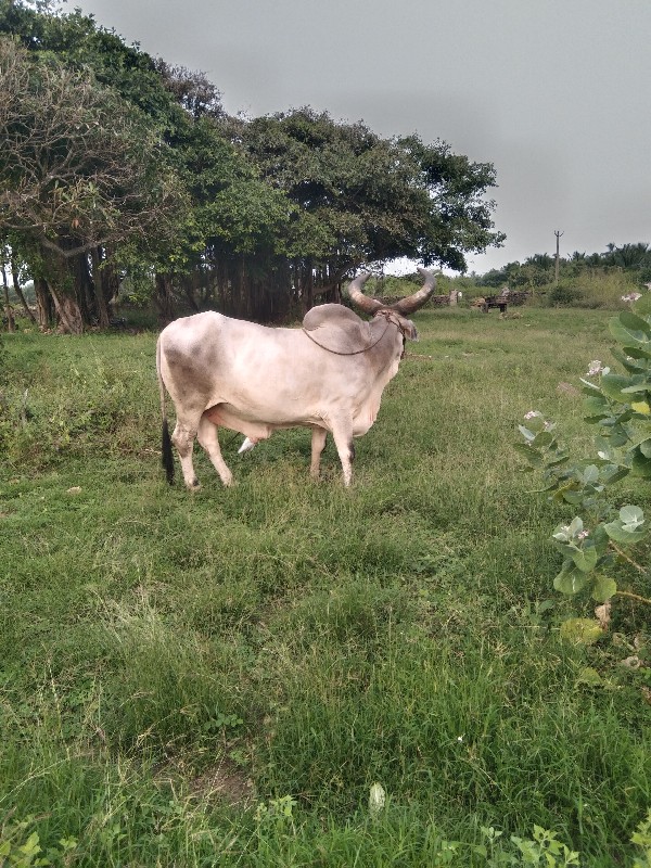 બળદ વેસવાનોસે બ...