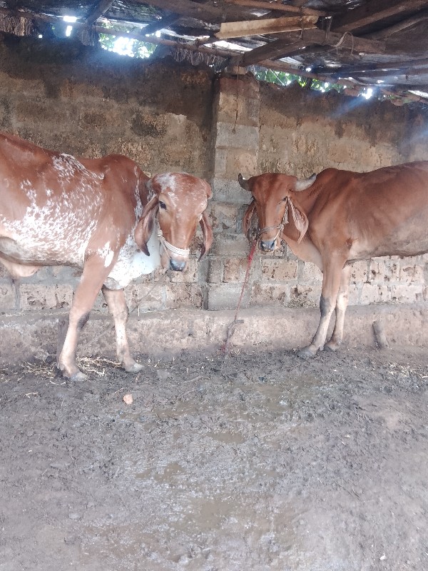 કોડિયાતર રાજેશ