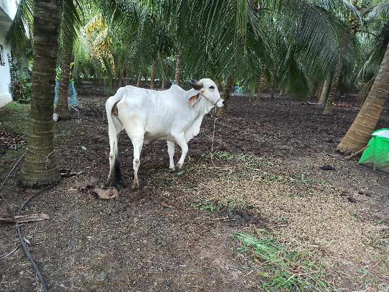 ગાય વેચવાની છે