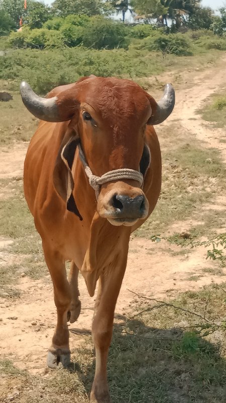 પેલું વેતર હોડક...