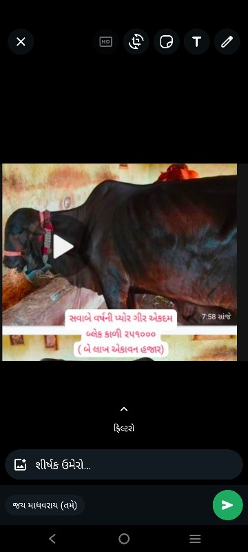 ગાય અને વાછડીઓ...