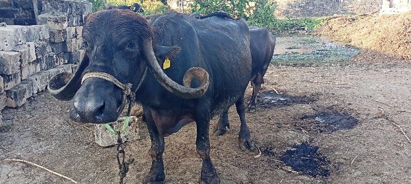 ચોથું વેતર ધાભણ...