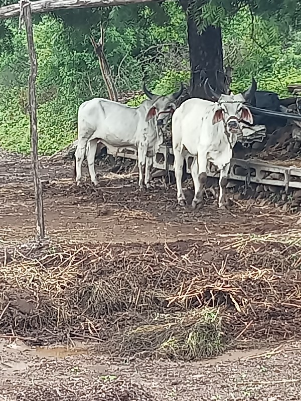 ગોધલા વહેંચવા છ...