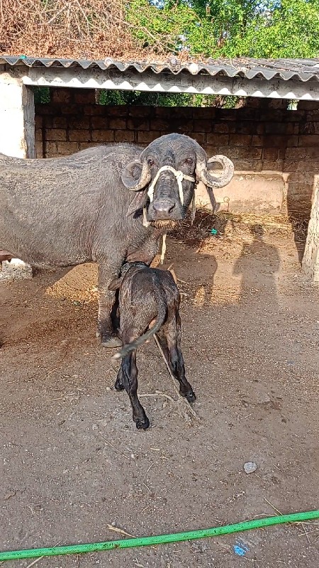 ભેંસ વેચવાની છે