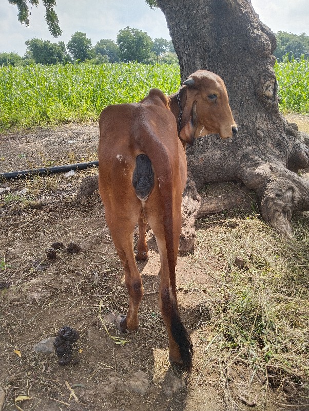 ઓડકી વેચવાની છે