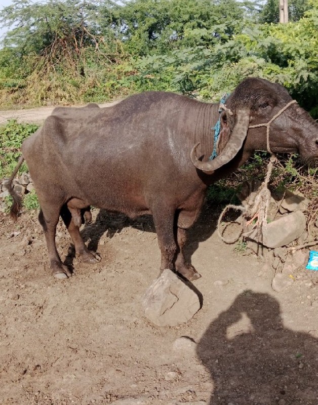 દૂધ 6 પૂરી જવાબ...