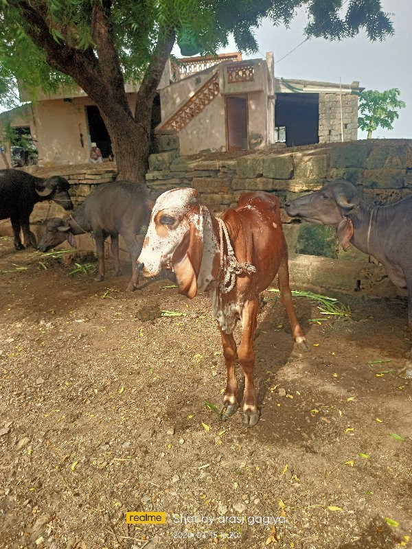 ઓરીજનલ ગીર વાછડ...