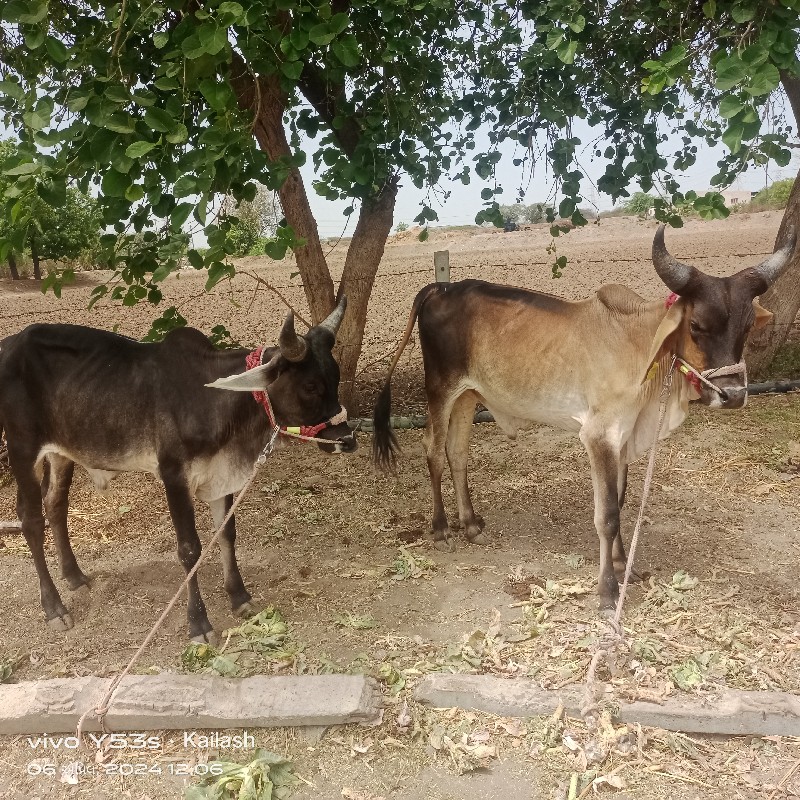 ઘોધલાવહૈચવાનાછે...