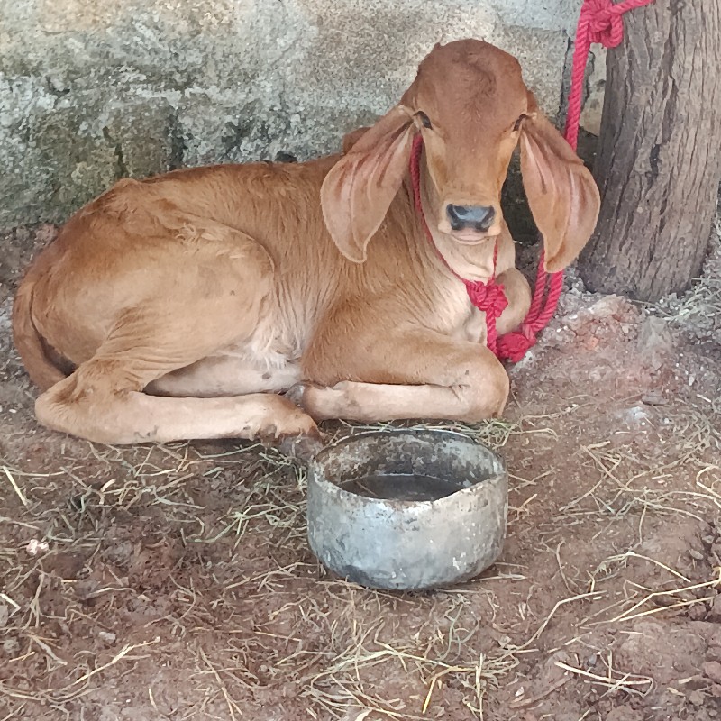 ગીર ગાય વેચવાની...