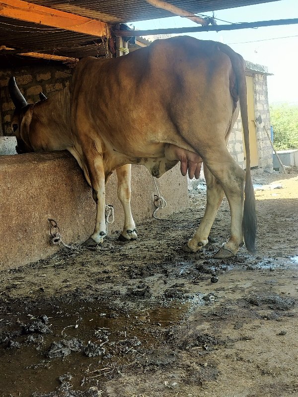 ગાય દેવાનિછે