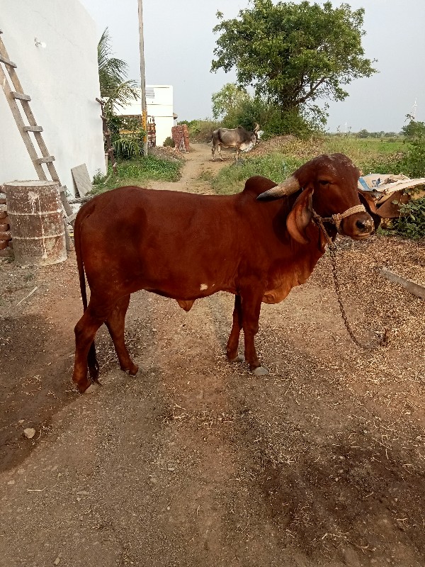 ગાય વેચવાનીછે