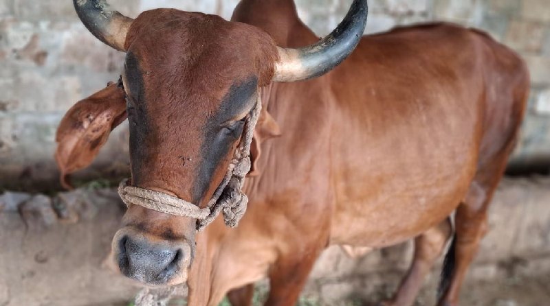 ગાય વેસવાની છે.