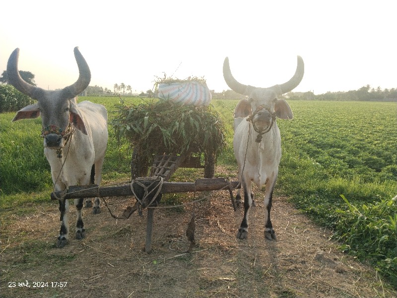 બળદ વેચવા ના છે