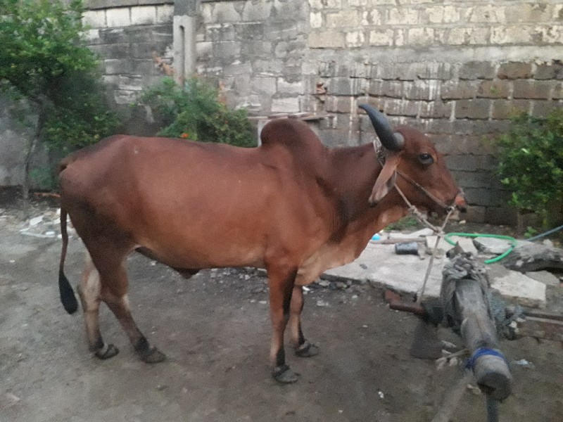 બરદવેચવાનોછેજવા...