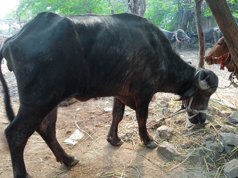 ખડેલુ વેચવાનુ