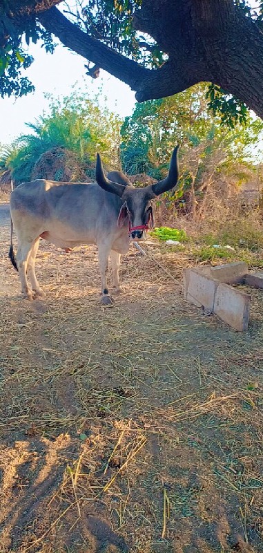 બરદ