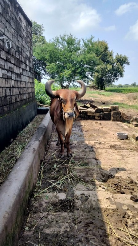 બળદ વેચવાનો છે