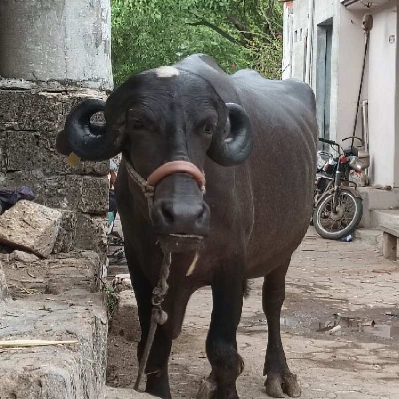 ભેંસ વેચવાની છે...