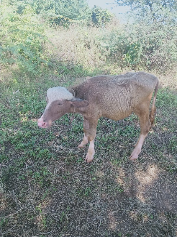 પુરી પાડી